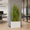 SANSEVIERIA W DONICZCE 90CM